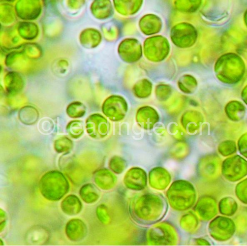 生物科技:让微藻成为阳光驱动"活的化工厂"